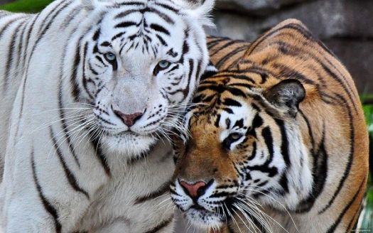 Solve tigre bengala albino jigsaw puzzle online with 60 pieces