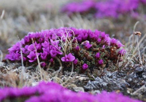 Nunavut: Purple Saxifrage 