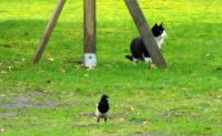 Poes en vogel 2- were is that  bird ??