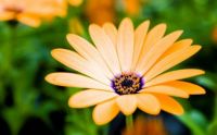 Orange Osteospermum