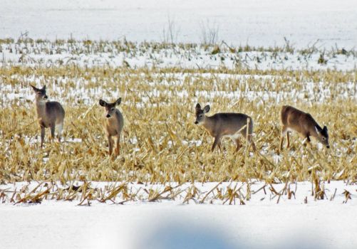 Deer feeding in cornfield