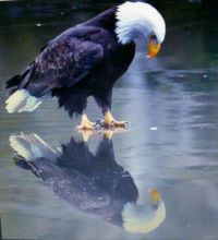 Eagle and It's Reflection