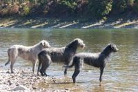 Irish Wolfhounds on the Clark Fork River