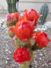 Torch Cactus Loaded