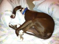 mikie sleeping 12-27-12, 1