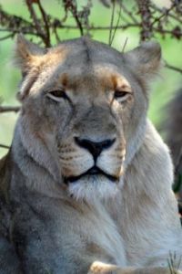 Lioness - Pilanesberg National Park, RSA