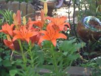 Orange Asiatic Lillies next to Gazing Globe