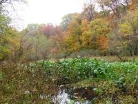 The swamp in autum.