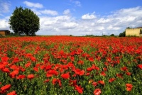 Poppies in Carmagnola (TO), Italy