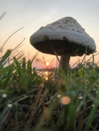 Sunrise among the Fungi