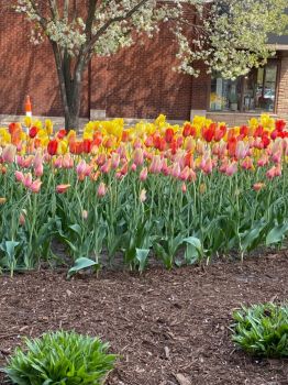 Holland, Mich. 2021 Tulip Festival