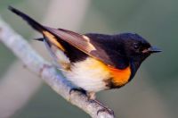 American redstart