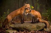 loving fox