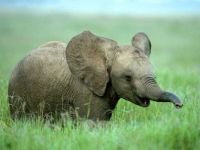 Baby_elephant