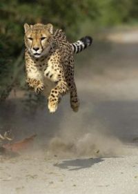 Cheetah in motion. Incredible!