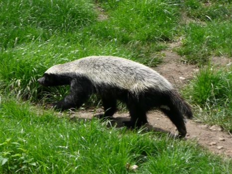 The honey badger in search of a cache