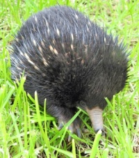 Echidna