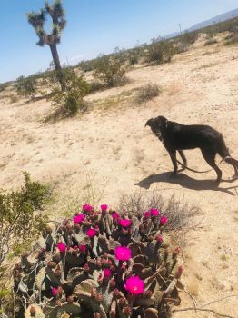 Lucy and the Joshua Tree