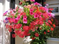 another hanging basket