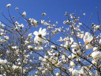 Budding magnolia on a clear spring day