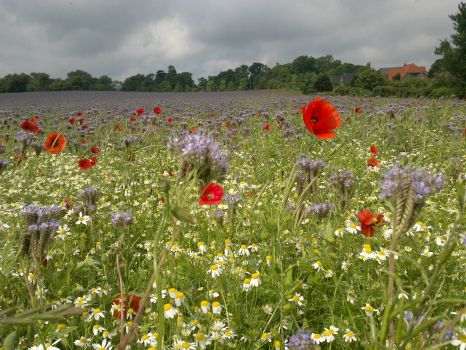 Schleswig-Holstein, Germany