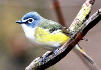 Blue Headed Vireo