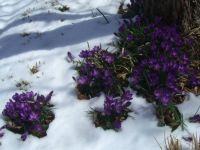 Crocus Flowers and snow
