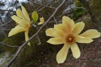Magnolia japonica 'Butterflies'