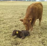 Heidi’s brand new heifer #56.