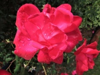 October Roses With Raindrops