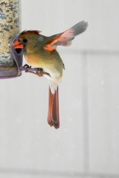 cardinal female at feeder